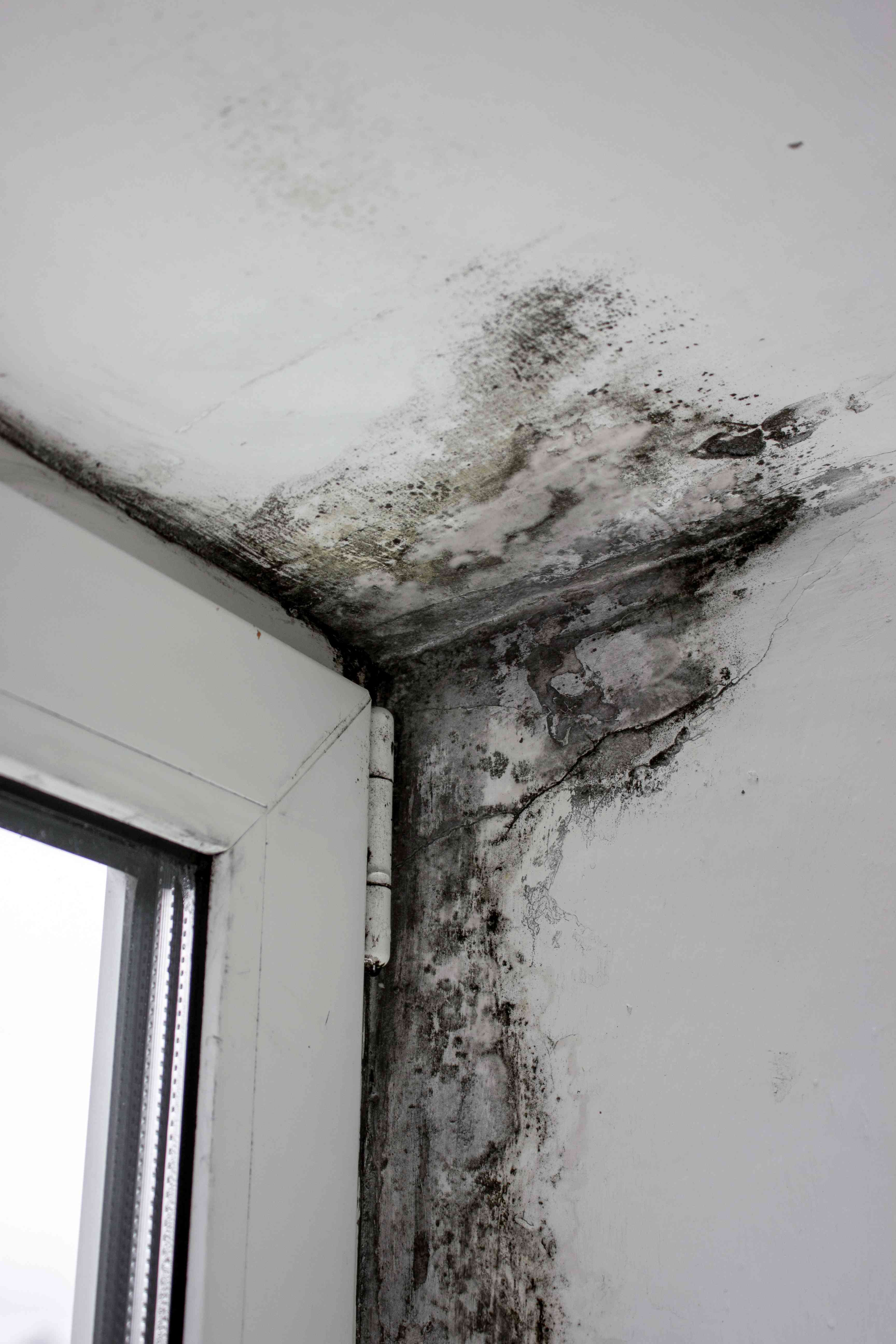 housing disrepair leads